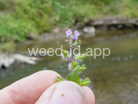 mint, perilla